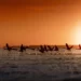 Los 5 mejores lugares de Argentina para fotografiar la vida silvestre