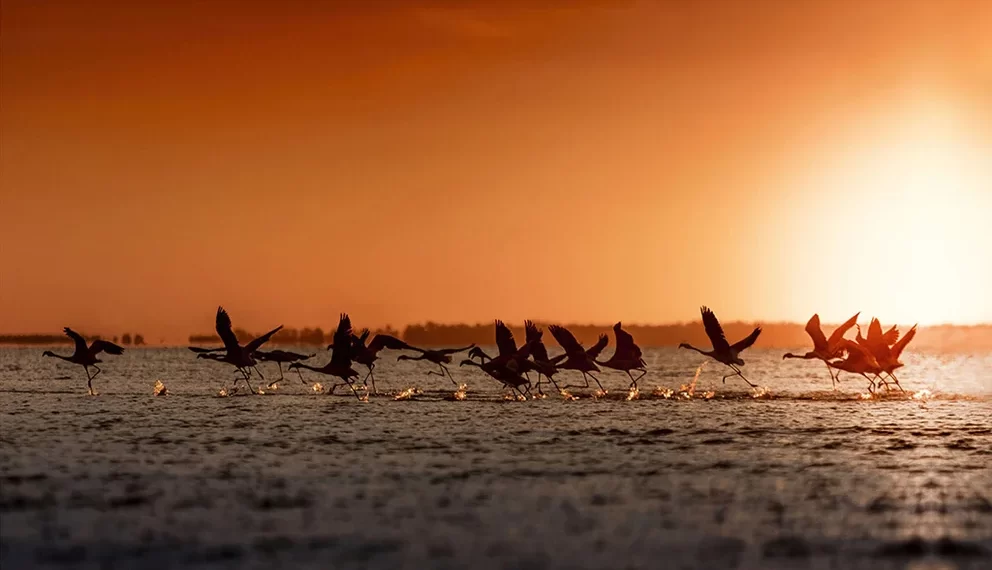 Los 5 mejores lugares de Argentina para fotografiar la vida silvestre