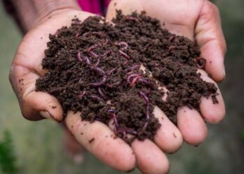 ¿Cómo entrar al mundo del compost?
