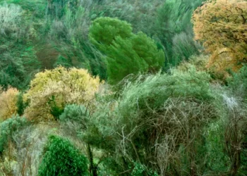 Ruge el Bosque: ecopoesía para pensar la crisis climática