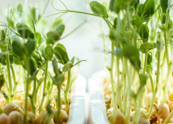 ¿Sabías que existen postales plantables para perpetuar mensajes de la manera más original?