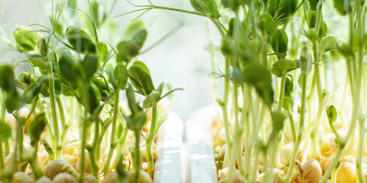 ¿Sabías que existen postales plantables para perpetuar mensajes de la manera más original?