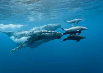 Ballenas y Delfines, ¿por qué son tan importantes para el medio ambiente?