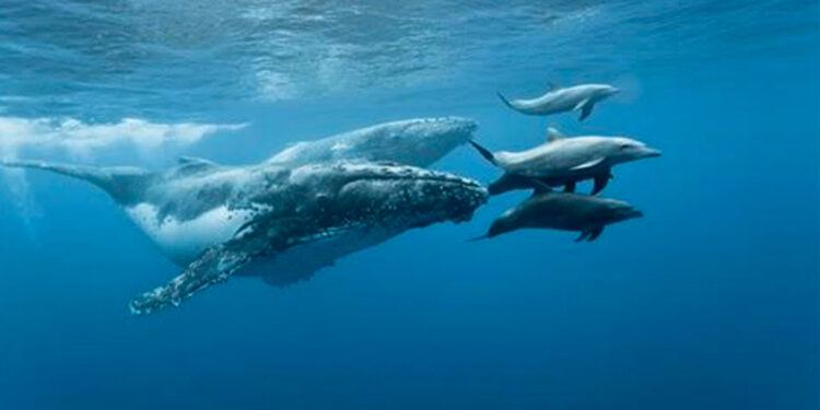 Ballenas y Delfines, ¿por qué son tan importantes para el medio ambiente?