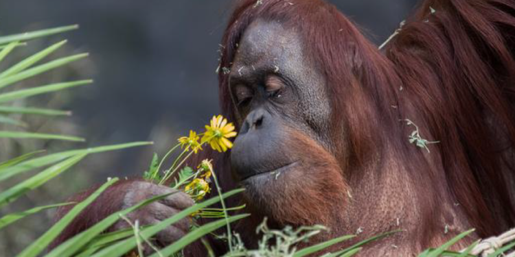 Del zoo al santuario: un camino a la libertad