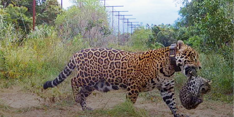 El nacimiento de dos yaguaretés en libertad y la esperanza de recuperar una especie emblemática