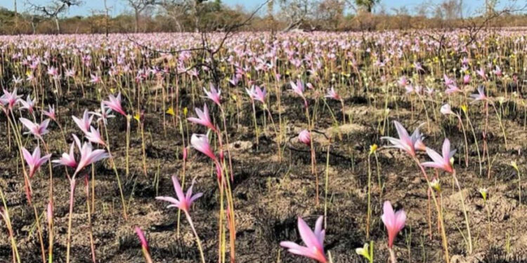 Corrientes tras los incendios forestales: causas y vaticinios de una emergencia evitable