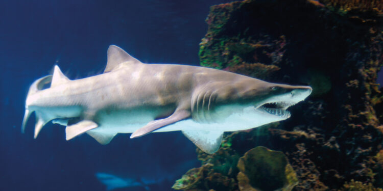 Tiburones en la costa argentina: más vulnerables que feroces