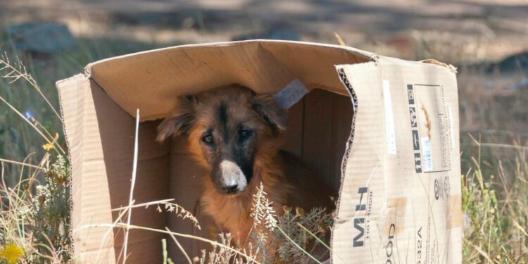 Los homeless más inocentes