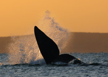 Biodiversidad: ¿Hacia una nueva extinción masiva de especies?