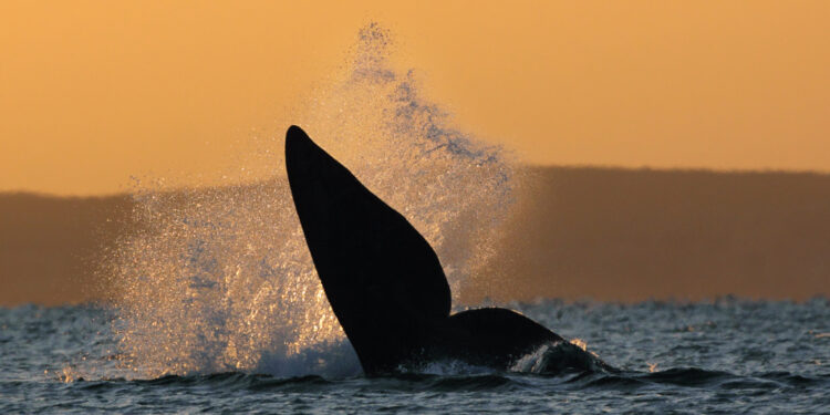 Biodiversidad: ¿Hacia una nueva extinción masiva de especies?