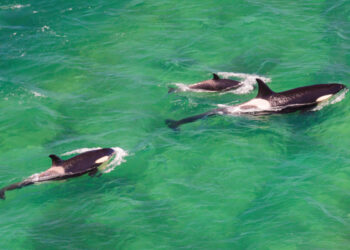 Una espera que desespera: la protección de las aguas internacionales no logró un acuerdo internacional