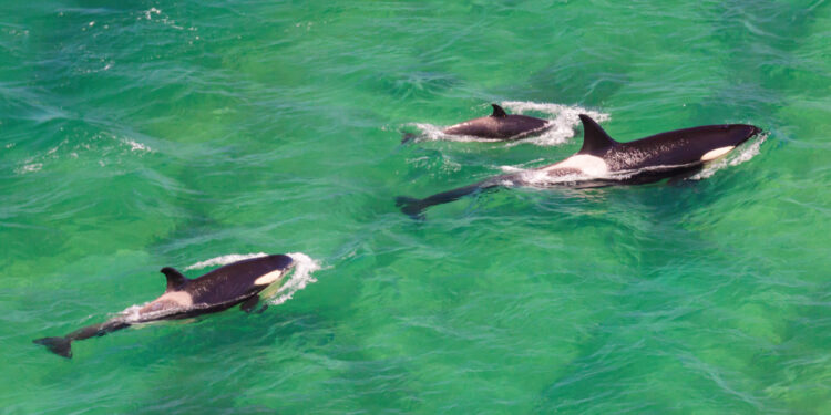 Una espera que desespera: la protección de las aguas internacionales no logró un acuerdo internacional