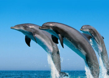 De los tanques a la libertad de los océanos.