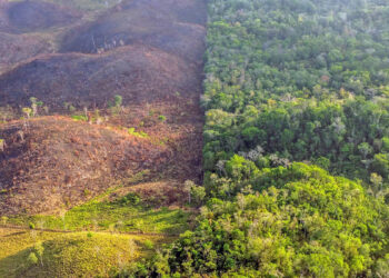 Biosfera maya: la exitosa historia de conservación en Guatemala