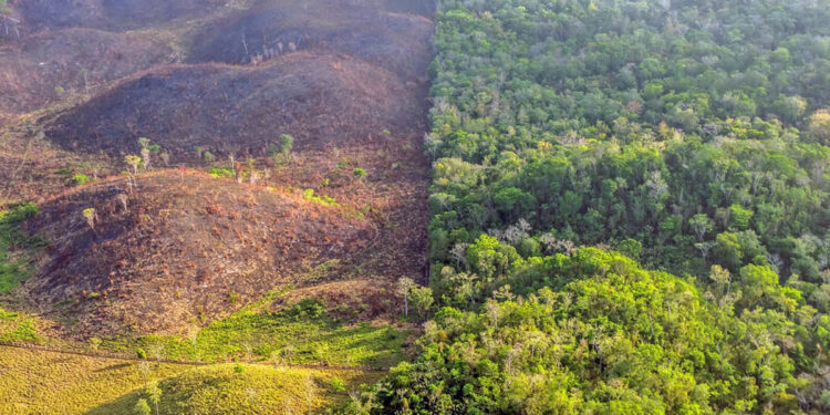 Biosfera maya: la exitosa historia de conservación en Guatemala