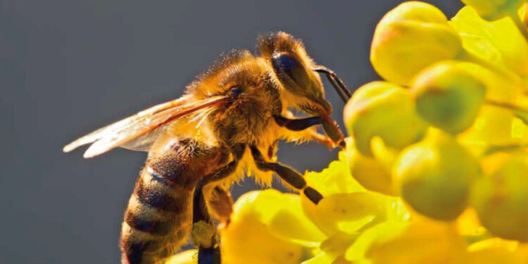 Límites a la presencia de pesticidas