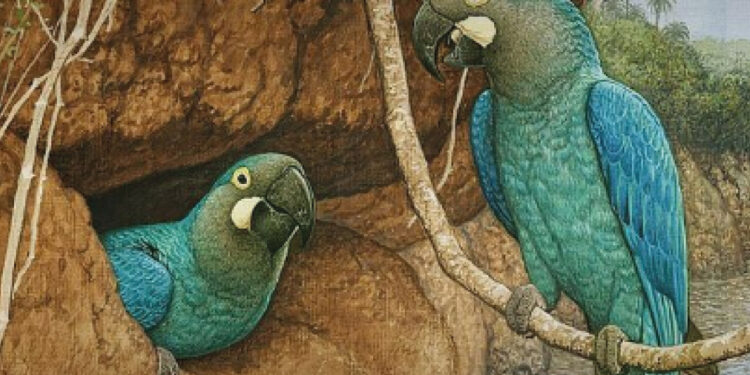 El guacamayo violáceo y una esperanza de la mano del reemplazo ecológico