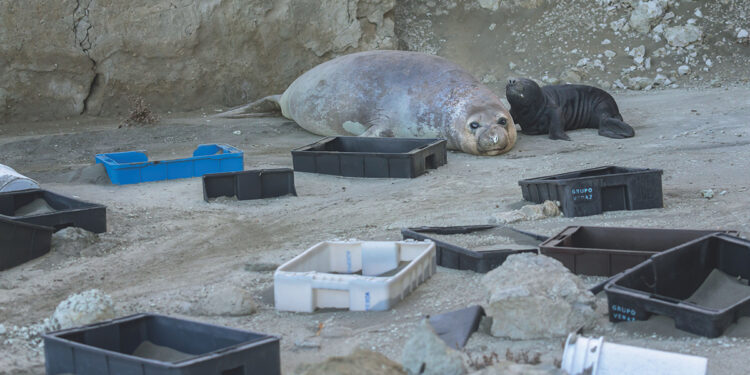 Objetivo: playas limpias