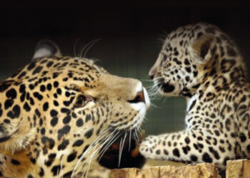 El verdadero rey de Latinoamérica: el yaguareté