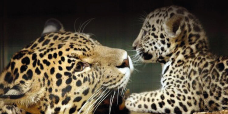 El verdadero rey de Latinoamérica: el yaguareté