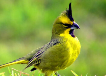 La salvación del cardenal amarillo, antes de que sea tarde
