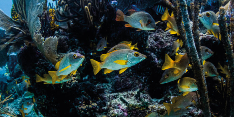 Belice recurre a su arrecife de coral para escapar de la trampa de la deuda