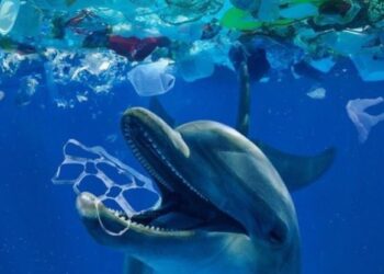 Envases plásticos: del problema a la solución