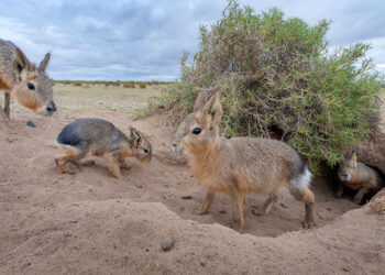 La meta 30×30, pisando los talones al 2030