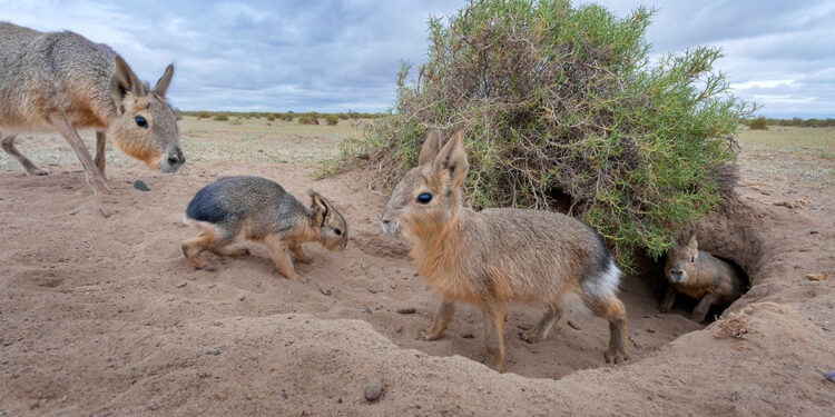 La meta 30×30, pisando los talones al 2030