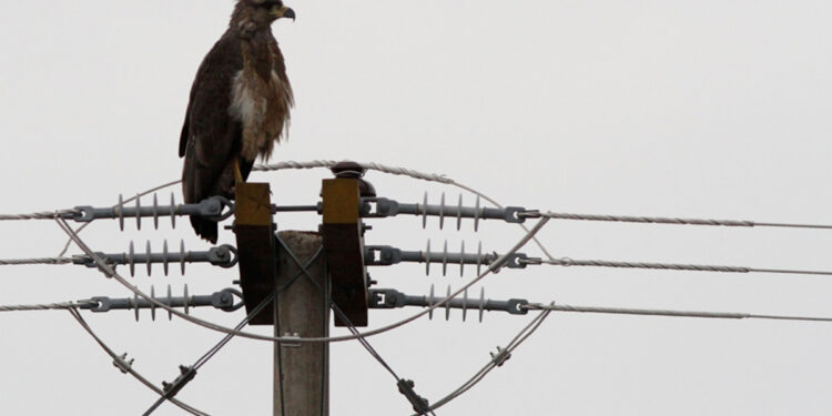 Muerte por electrocución, la amenaza que acecha a un águila en peligro de extinción