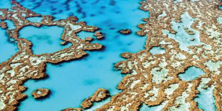 La ONU incluye a la Gran Barrera de Coral como patrimonio mundial en peligro