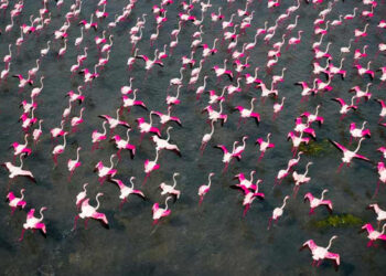 Deslumbrantes bandadas de flamencos