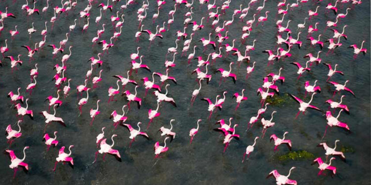 Deslumbrantes bandadas de flamencos