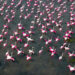 Deslumbrantes bandadas de flamencos