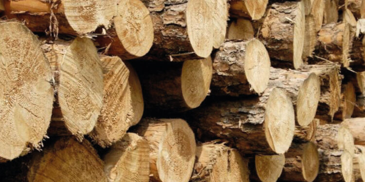 ¿Serán los árboles fuentes  de baterías sostenibles?