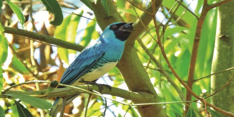 Apuesta para la conservación