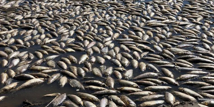 Implacable sequía en Santa Fe