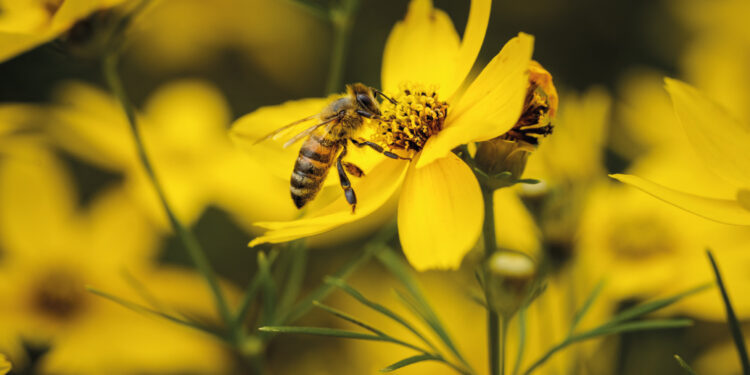 “Los agroquímicos atentan contra las abejas y sus ecosistemas”