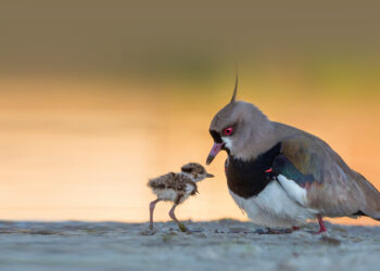 No se trata de “salvar animales y plantas”,  también está en juego la subsistencia humana