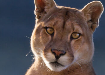 Leyes que atrasan: el Gobierno de Chubut fomenta la caza de pumas y zorros colorados
