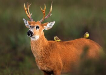 Caza furtiva, ¿por qué y hasta cuándo tanta crueldad?