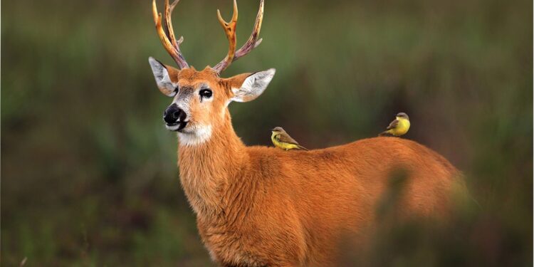 Caza furtiva, ¿por qué y hasta cuándo tanta crueldad?