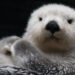 Restaurar solo nueve grupos de animales podría ayudar a combatir el calentamiento global