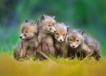«Los ojos están ciegos. Es necesario buscar con el corazón»