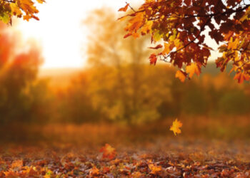 Las hojas secas de los árboles, ¡no son basura!