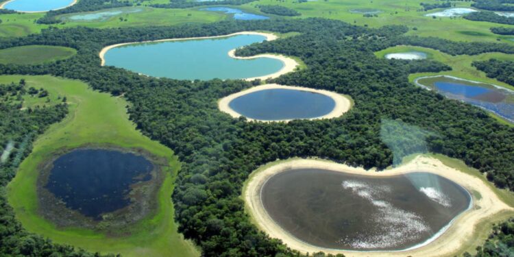 Cada vez hay menos agua en el gran Pantanal de Latinoamérica