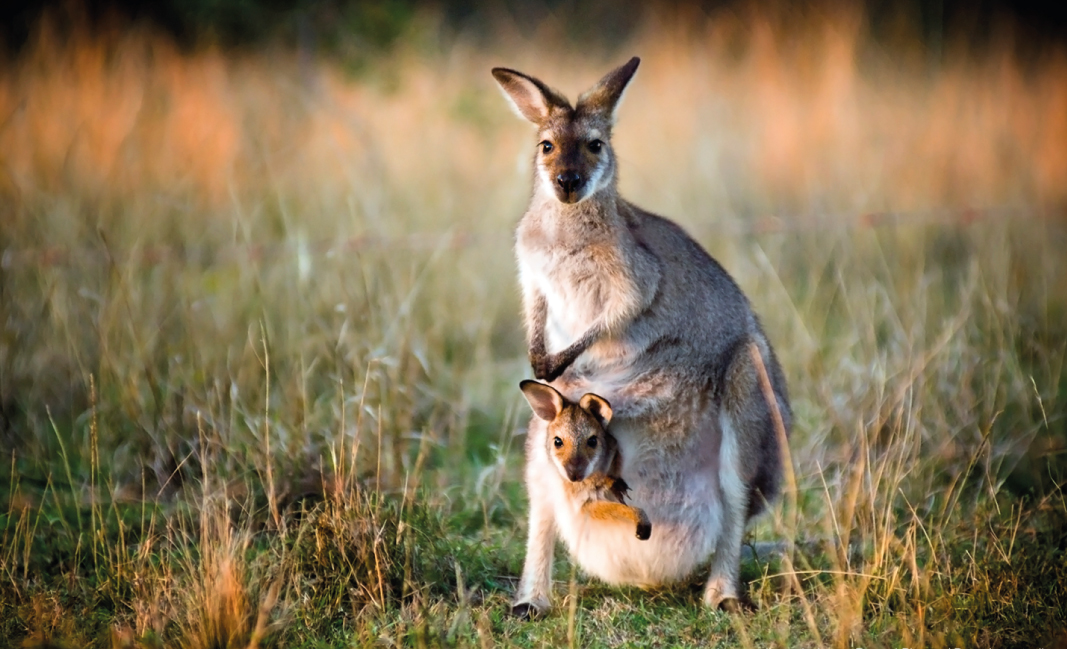 Australia podría sacrificar canguros para evitar que mueran de hambre ...