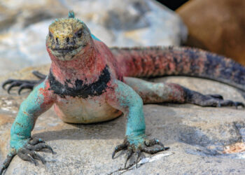 Ecuador anunció un histórico canje de deuda por conservación