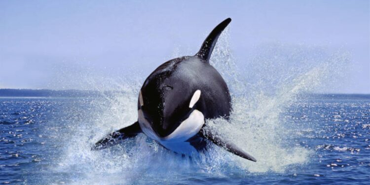 Gladys, la orca revolucionaria, que estaría liderando ataques  contra embarcaciones